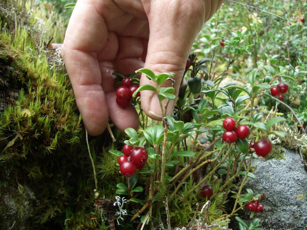 Gaestrum Gnottnehult Osterbymo エクステリア 写真